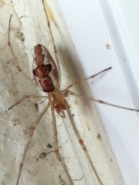Tetragnatha Tetragnatha