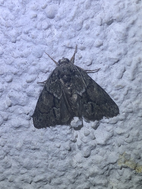 Cryphia fraudatricula - homoki zuzmóbagoly