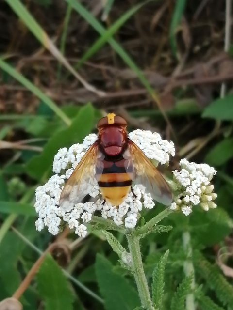 Volucella zonaria - kétöves pihelégy