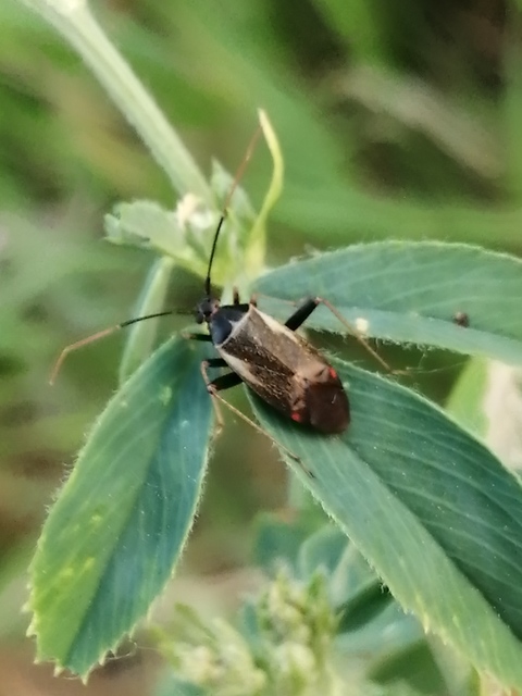 Adelphocoris seticornis - szegélyes mezeipoloska
