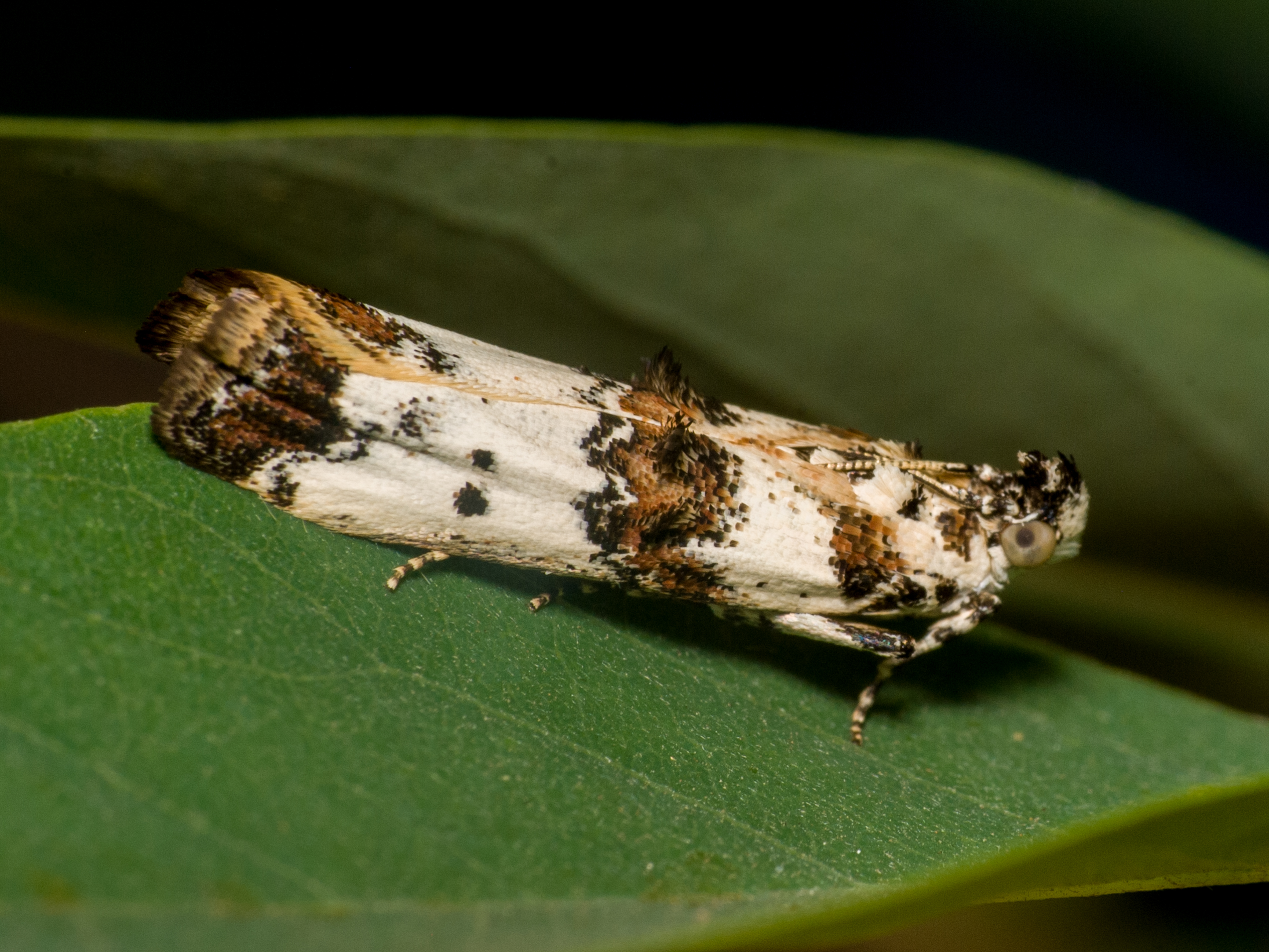 Asalebria geminella - cifra karcsúmoly