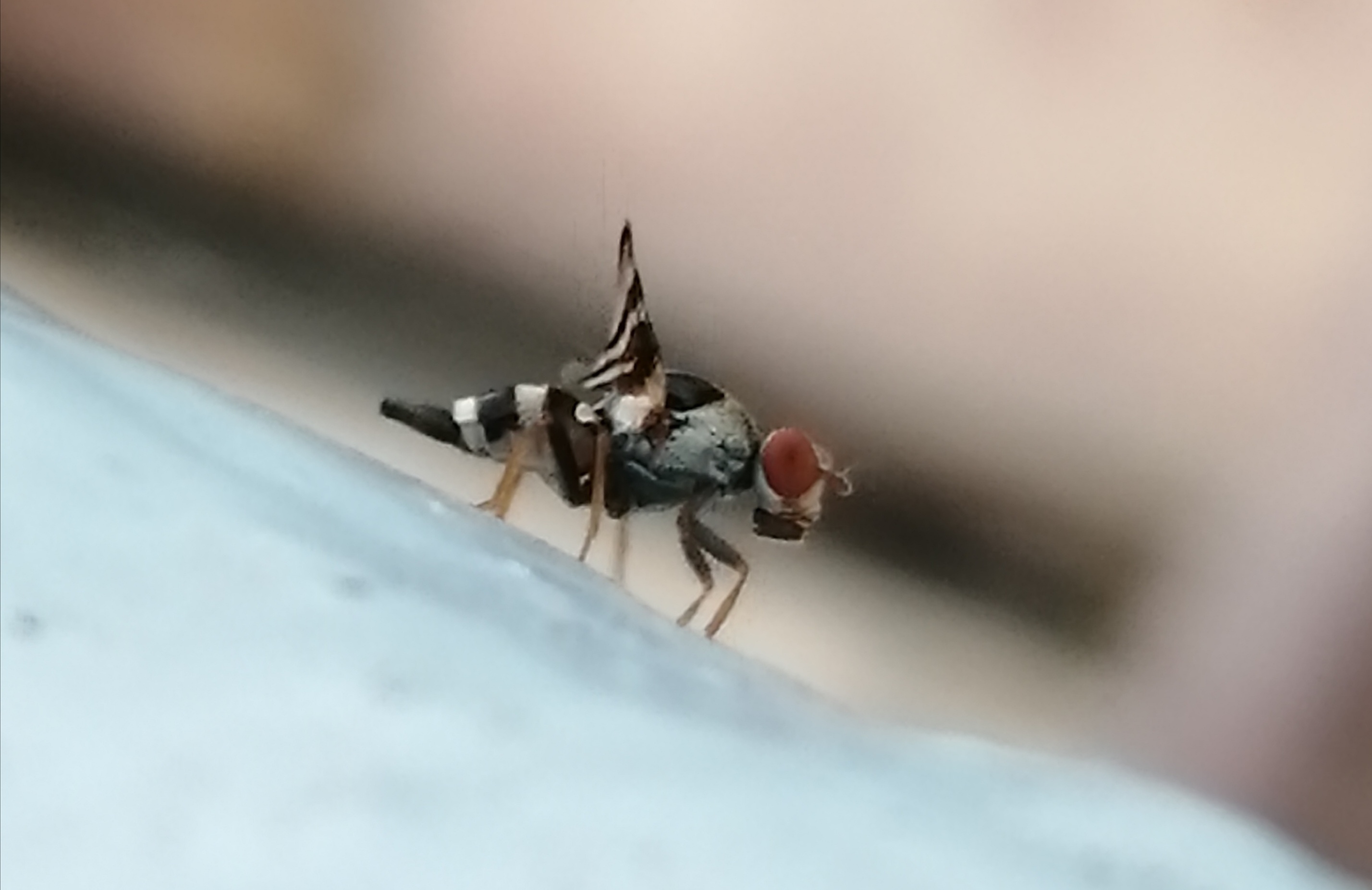 Myennis octopunctata