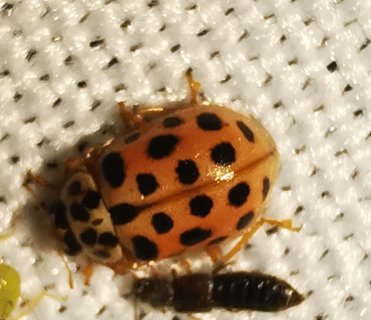 Anisosticta novemdecimpunctata - tizenkilencpettyes katica