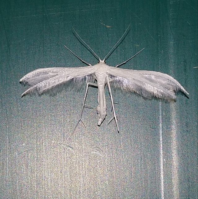 Pterophorus pentadactyla - fehér tollasmoly