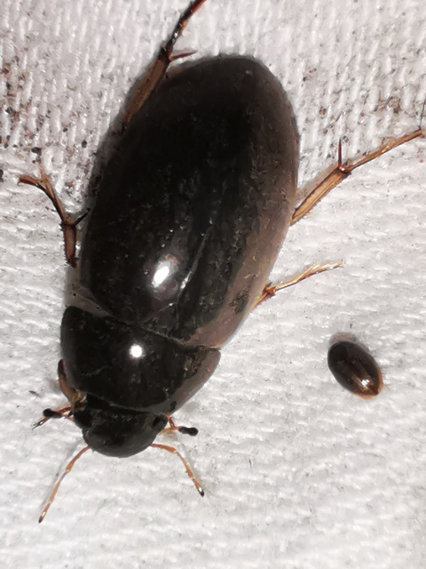 Hydrochara flavipes - sárgalábú csibor