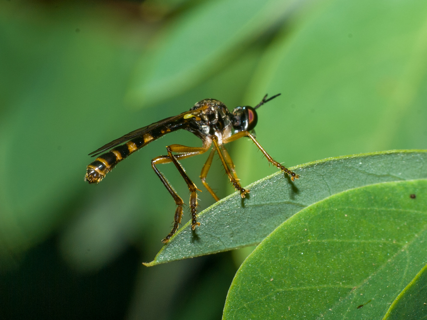 Dioctria