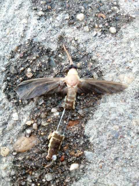 Palingenia longicauda - tiszavirág