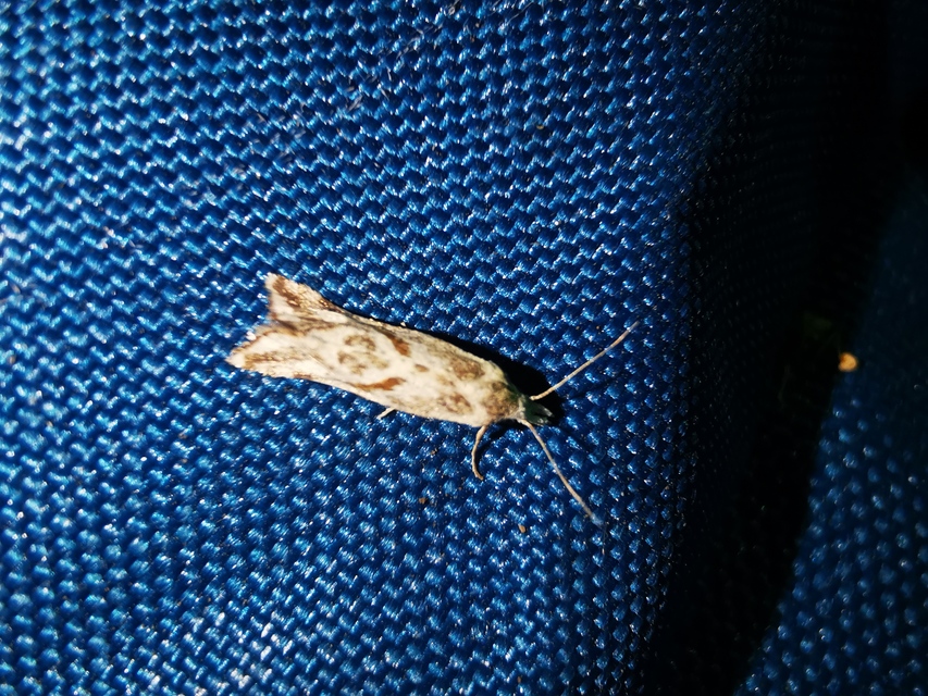 Cochylimorpha obliquana - magyar fúrómoly