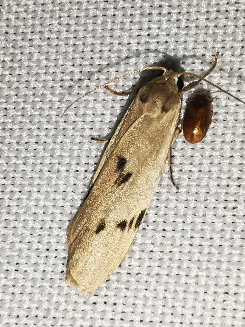 Pelosia muscerda - hamvas zuzmószövő