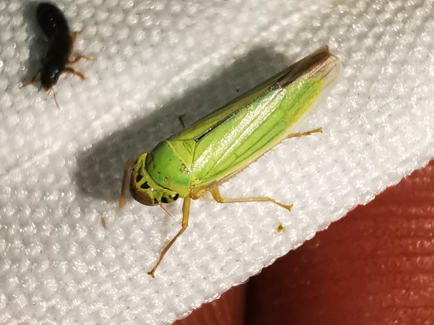 Cicadella viridis - méregzöld kabóca
