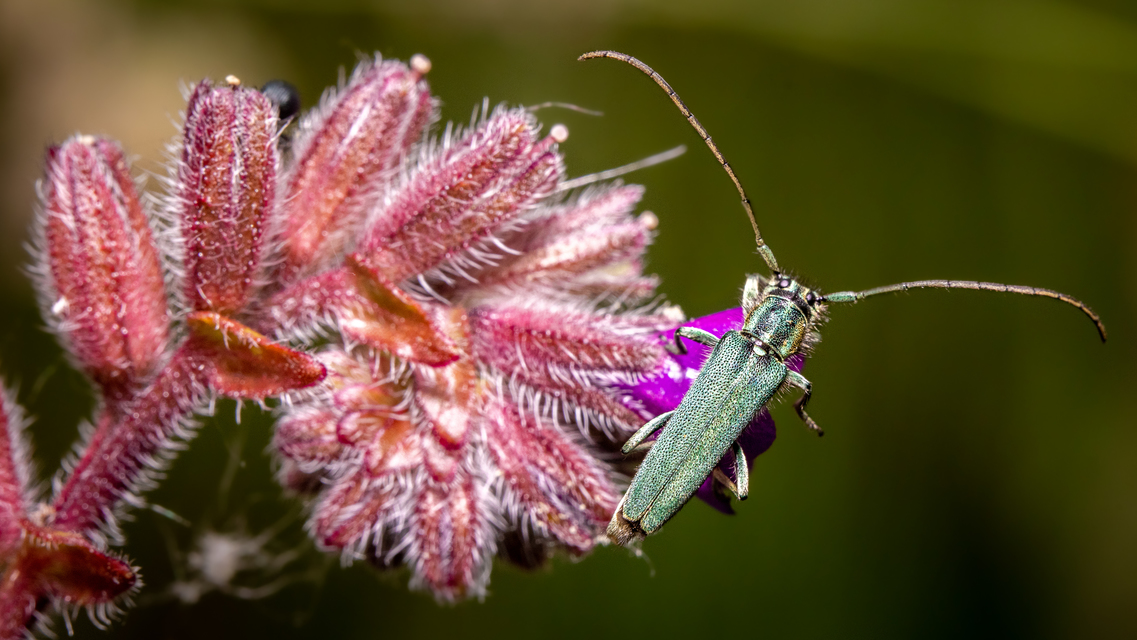 Phytoecia coerulescens - kígyósziszcincér