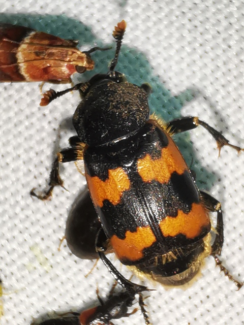 Nicrophorus