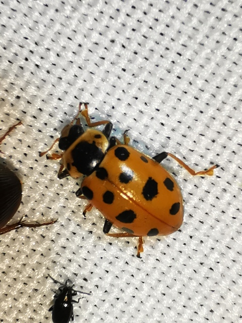 Hippodamia tredecimpunctata - mocsári katica
