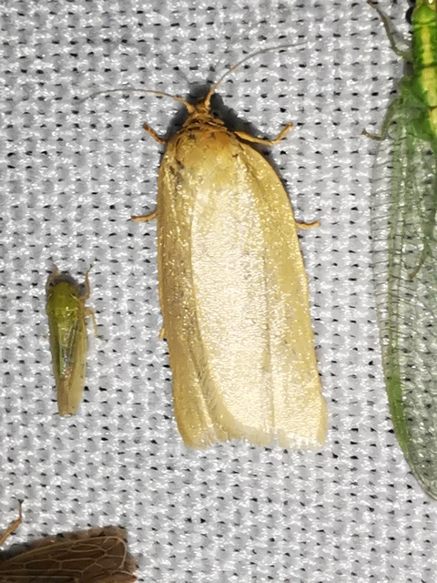 Aphelia