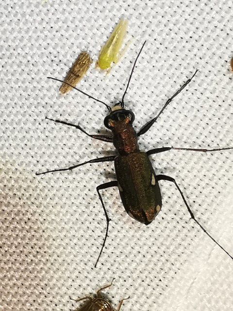 Cylindera germanica - parlagi homokfutrinka