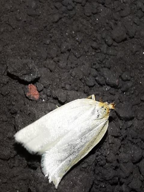 Aphelia