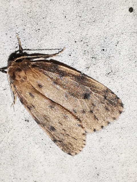 Thumata senex - mocsári medvelepke
