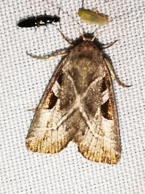 Eucarta virgo - mocsári ametisztbagoly