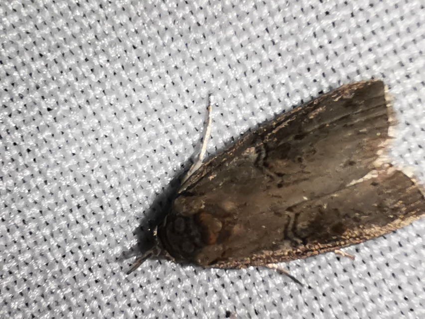 Nycteola asiatica - nyárfa-trapézbagoly