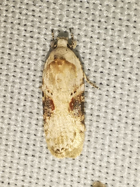 Agonopterix alstromeriana - bürök-laposmoly