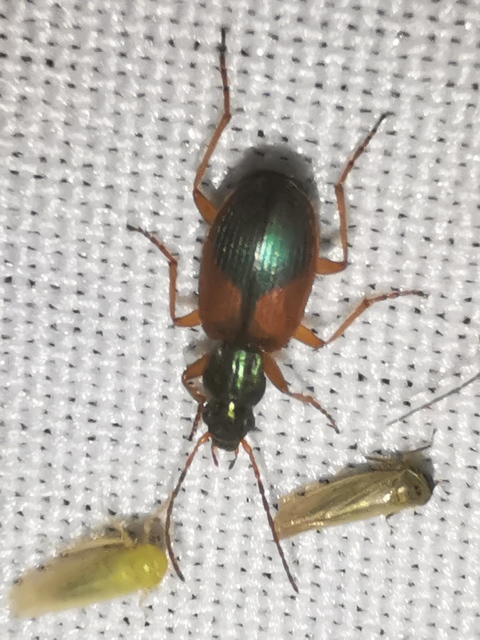 Anchomenus dorsalis - hátfoltos kisfutó