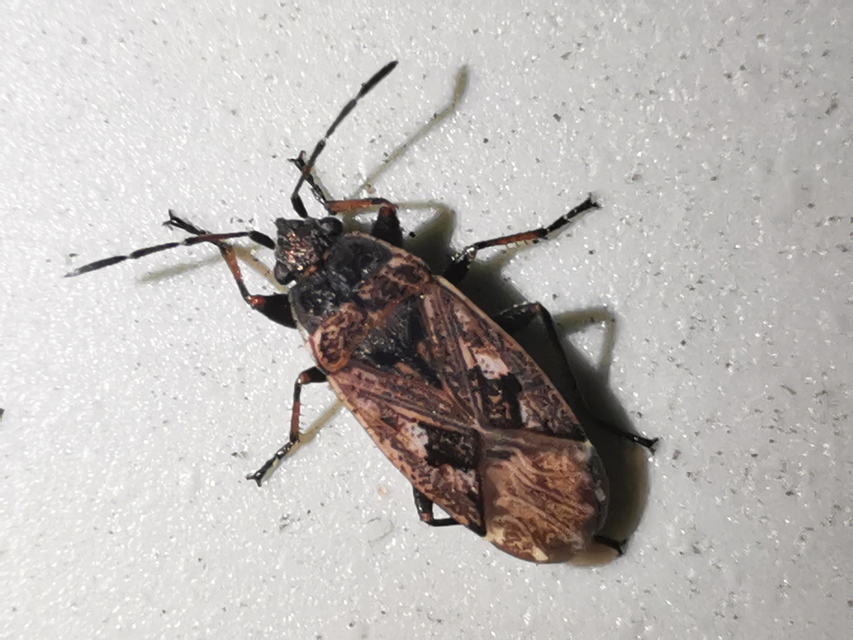Sphragisticus nebulosus - foltos bodobács