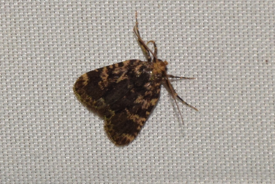 Aglossa signicostalis - hangyailonca