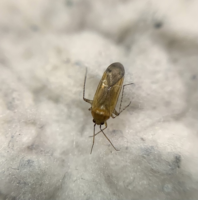 Plagiognathus chrysanthemi - fakó törpepoloska Plagiognathus chrysanthemi - fakó törpepoloska
