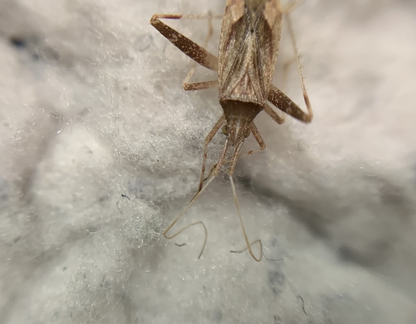 Phytocoris