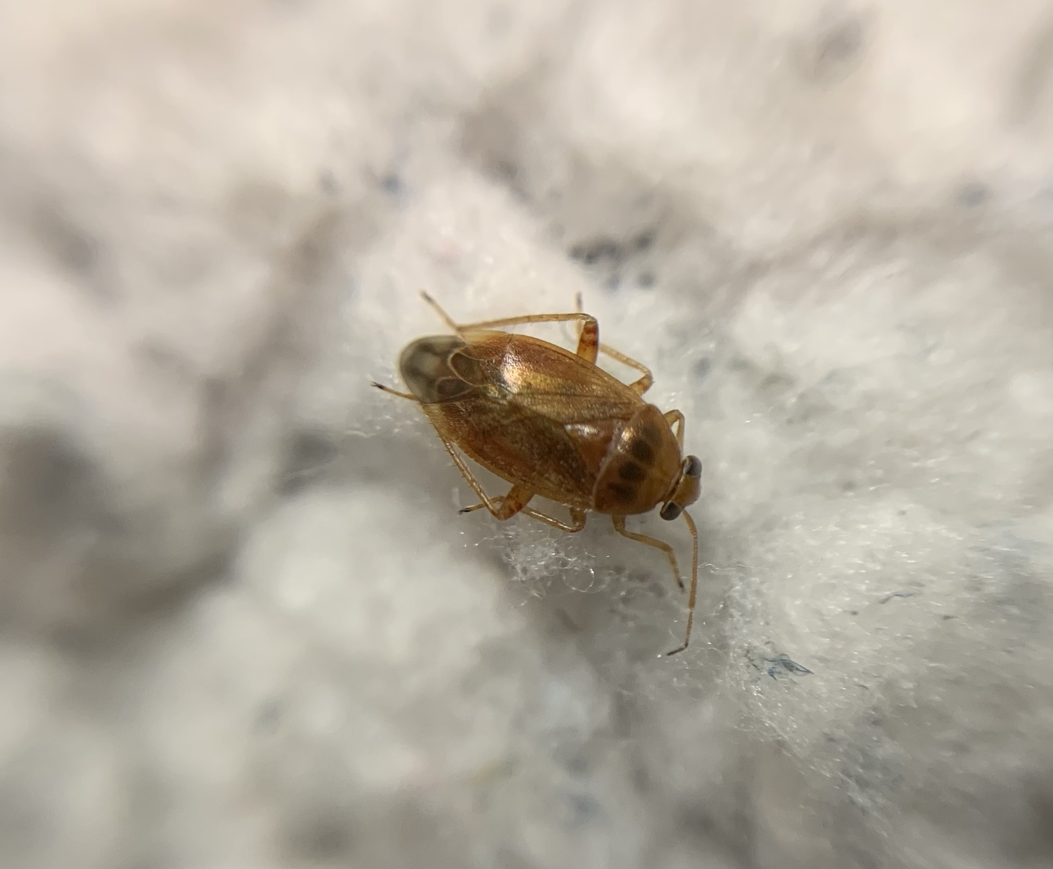 Agnocoris