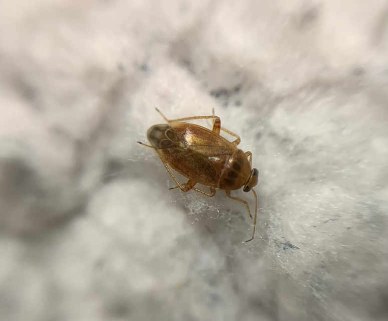 Agnocoris