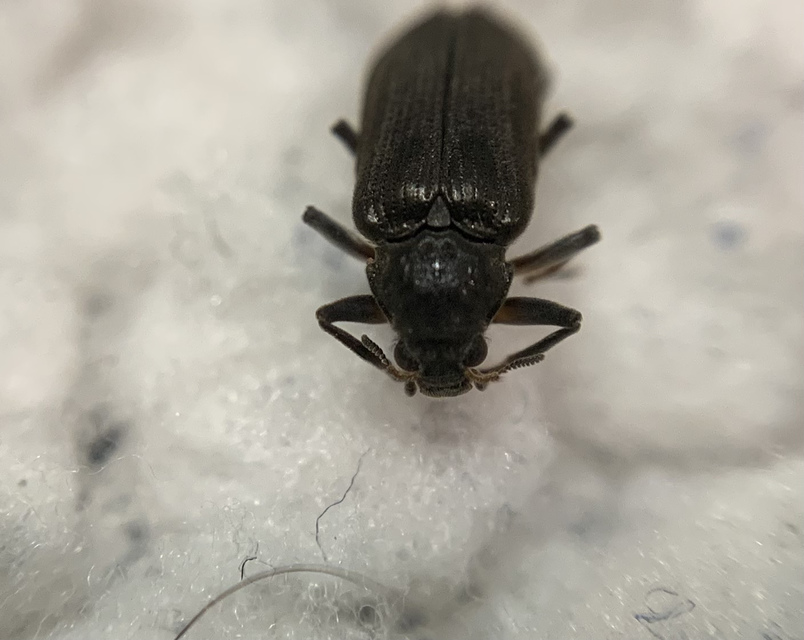 Potamophilus acuminatus - nagy karmosbogár