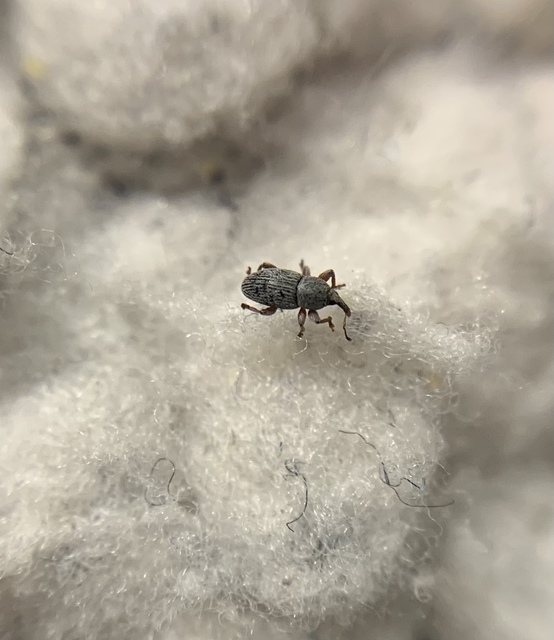 Tychius pumilus - törpe tímárormányos