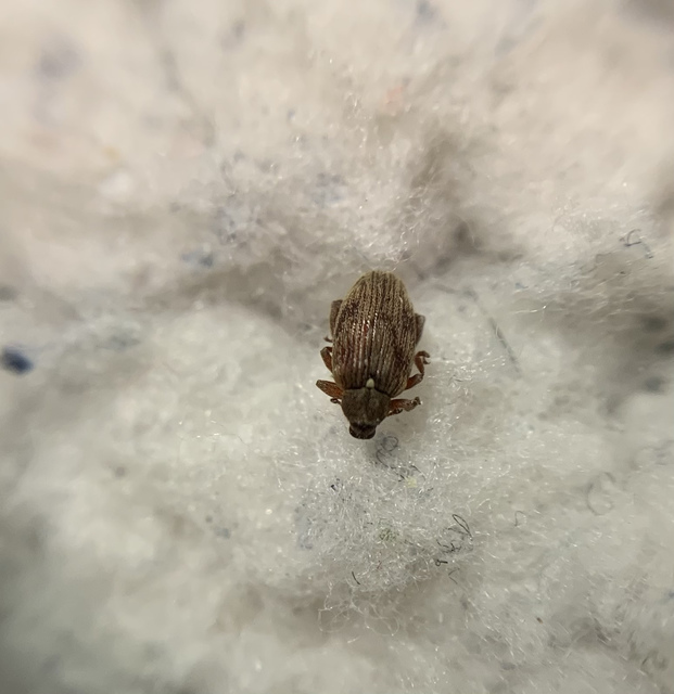 Orchestes testaceus - nyír-bolhaormányos