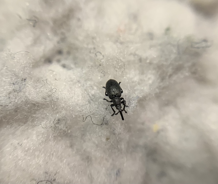 Diplapion confluens - vésetthomlokú cickányormányos