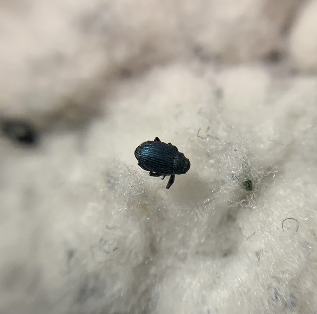 Ceutorhynchus chlorophanus - zöldes repcsény-ceutormányos Ceutorhynchus chlorophanus - zöldes repcsény-ceutormányos