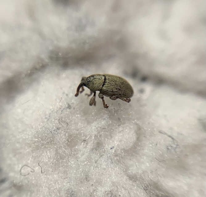 Tychius trivialis - csüdfű-tímárormányos