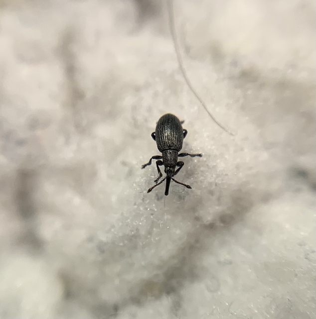 Diplapion confluens - vésetthomlokú cickányormányos