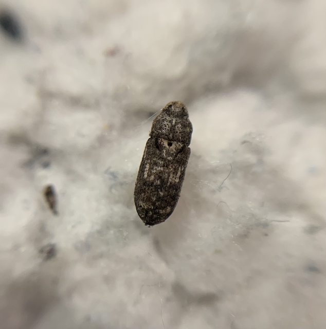 Gasterocercus depressirostris - laposorrú ormányos