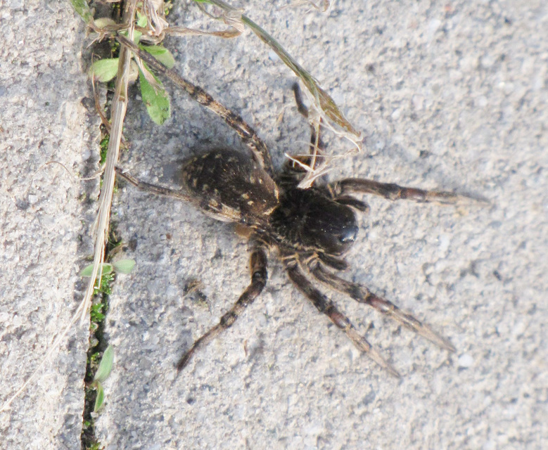 Geolycosa vultuosa - pokoli cselőpók