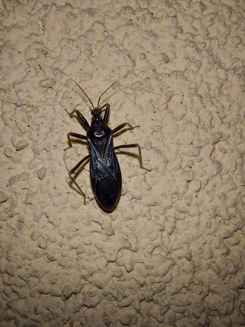 Reduvius personatus - szemetes zugpoloska