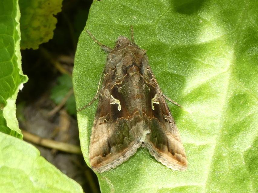 Autographa gamma - gammalepke