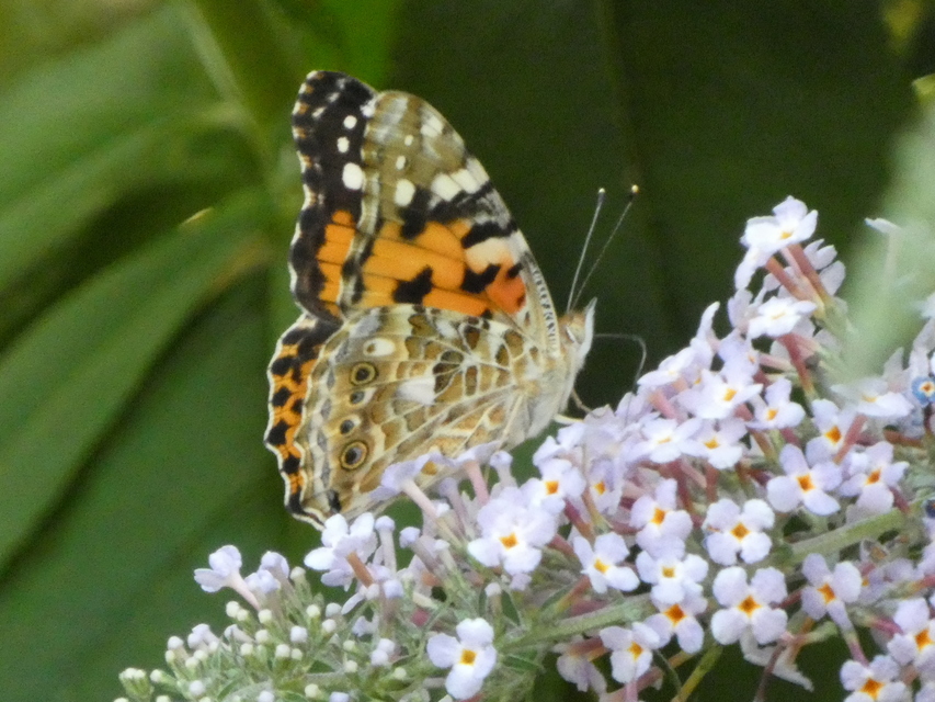Vanessa cardui - bogáncslepke