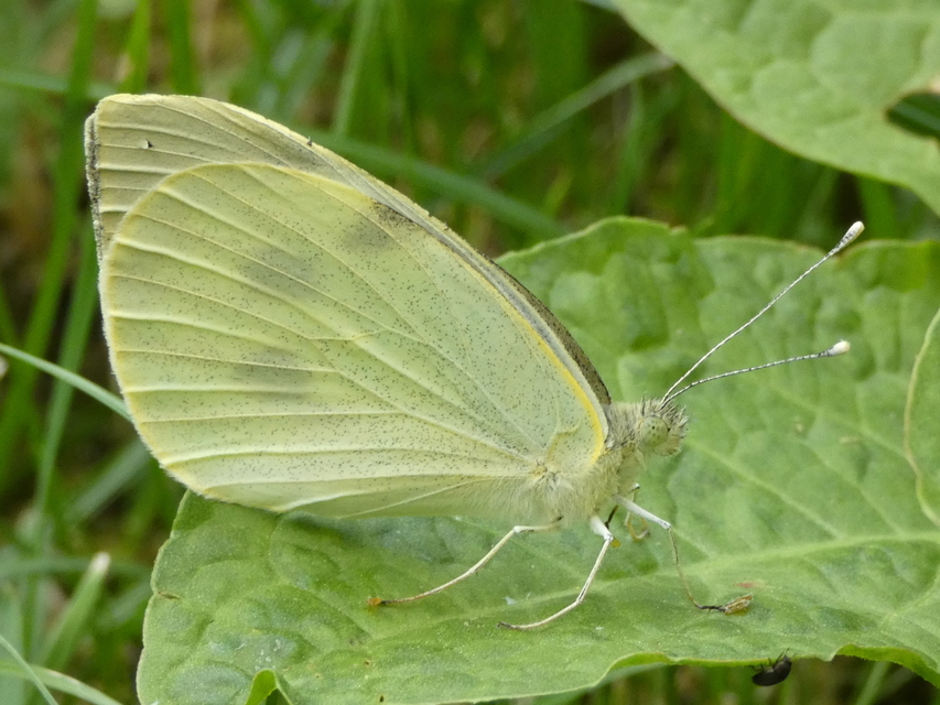 Pieris brassicae - káposztalepke