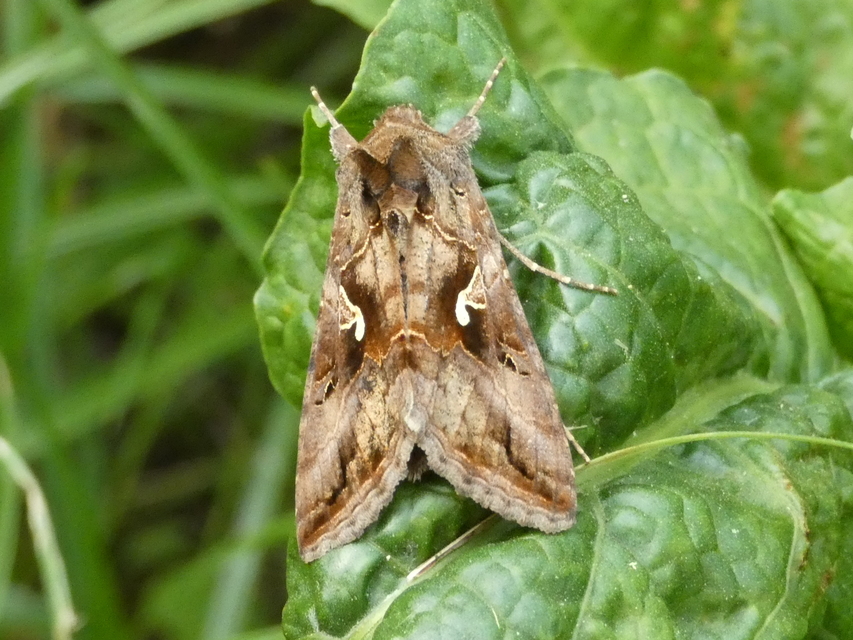 Autographa gamma - gammalepke