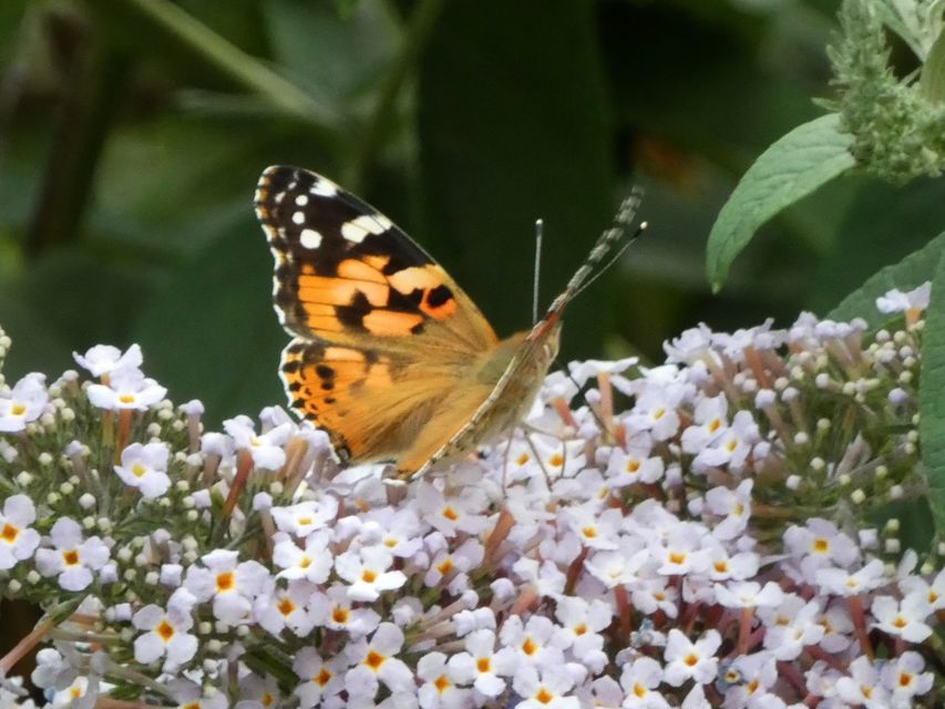 Vanessa cardui - bogáncslepke