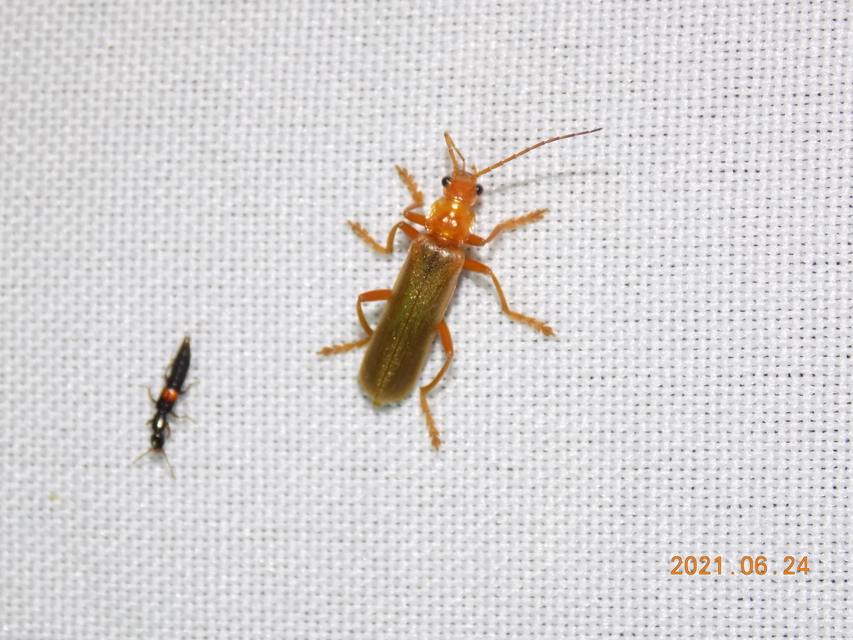 Cantharis rufa - rőt lágybogár