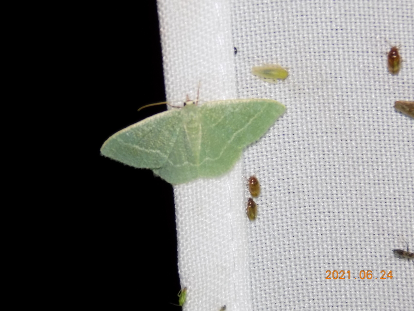 Phaiogramma etruscaria - fehérpettyes zöldaraszoló