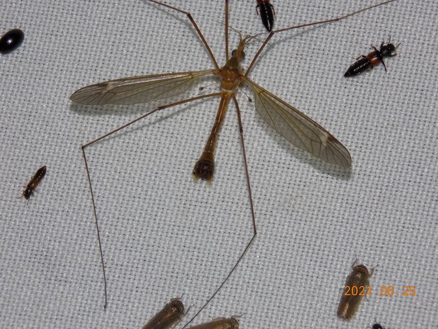 Tipula