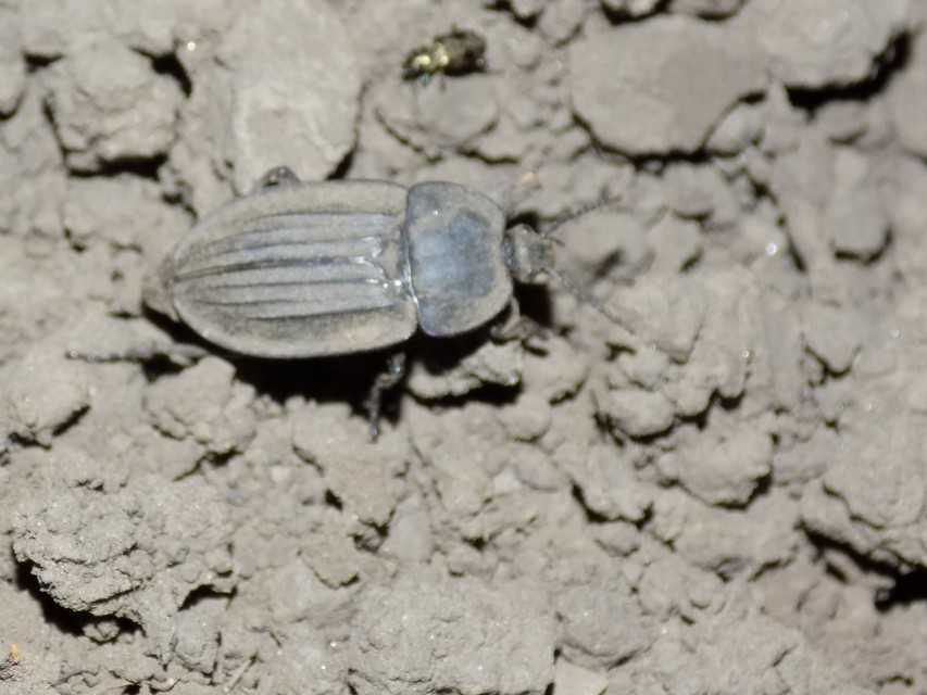 Silpha carinata - karimás dögbogár